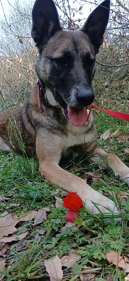 Kira, Un'energica E Dolcissima Simil Malinois
